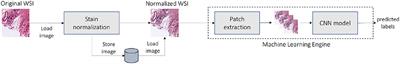 A High-Performance System for Robust Stain Normalization of Whole-Slide Images in Histopathology